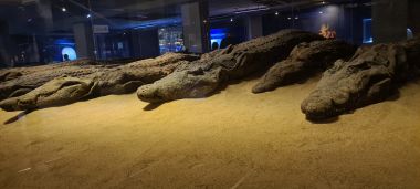Crocodile Mummies