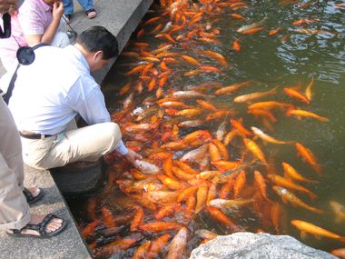 Feeding Fish in Yu Yuan Gardens