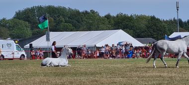 Horse Show - Lying Down Horse Show - Lying Down