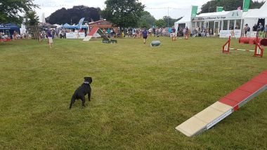 Dog Handling Show