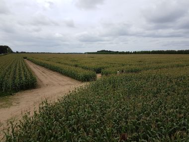 The Maze from Above