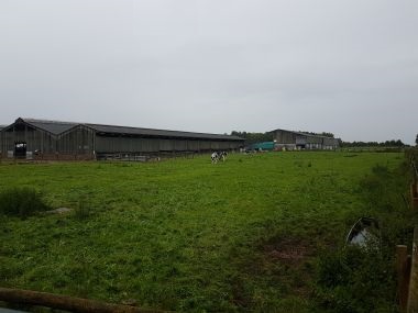 Cow Sheds