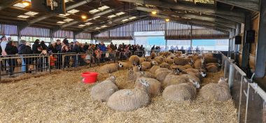 Big Pen of Expectant Ewes