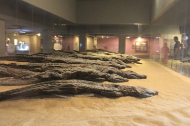 Crocodile Museum