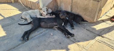 Dogs Dogs