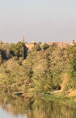 Tree of Egrets