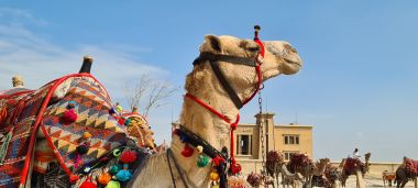 Camel Camel