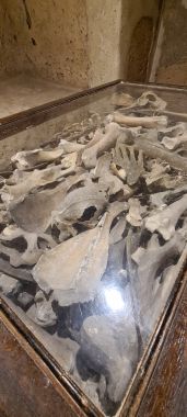 Horse Bones Horse Bones