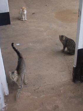 cats.jpg