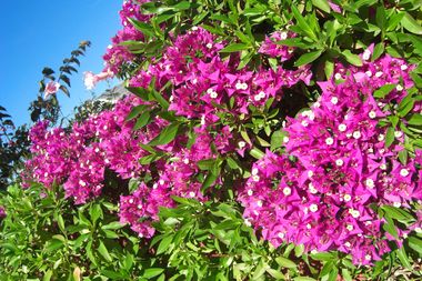 Moroccan Flowers