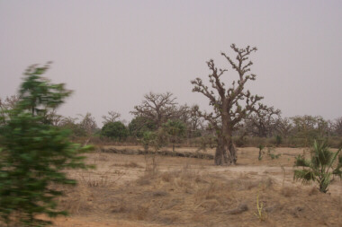 Baobabs Beside the Road to St. Louis