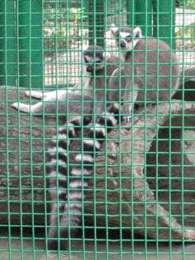 Ring-Tailed Lemurs