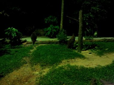 Wallabee Walk - Yeah, dark!