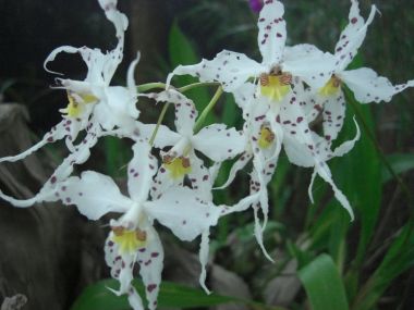 Orchids