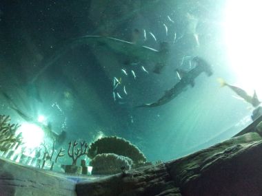 Hammerheads