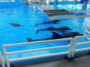 Dolphins Waiting for Attention