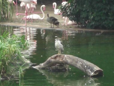 Birds in Kowloon Park