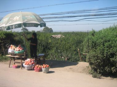 Pomegranates