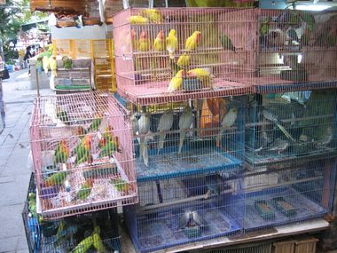 Birds for Sale