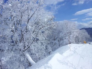 Beautiful Trees