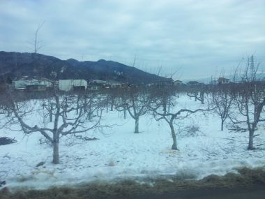 Apple Trees in the Nagano Valley