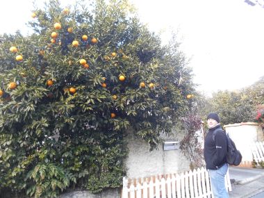 Orange Trees