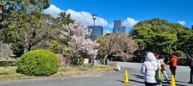 First View of Cherry Blossoms