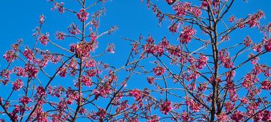 Trees in Bloom