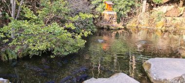 Pond