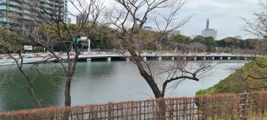 No Cherry Blossoms Here