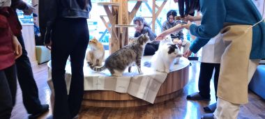 Cats