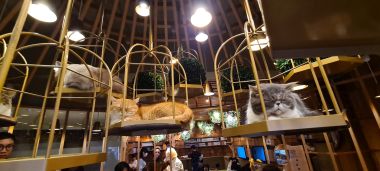 Hanging Cats