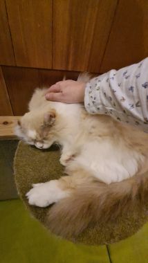 Mel's Arm with Cat