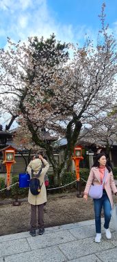 Cherry Blossom Tree