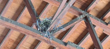 Bird Nest?