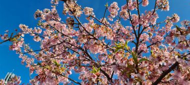 The Lesser Spotted Cherry Blossom