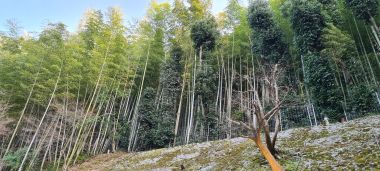 Bamboo Forest