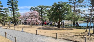 Cherry Blossom!