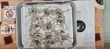 Live Silkworms