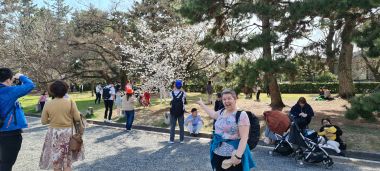 Two Cherry Blossoms