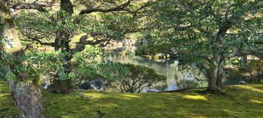 Trees and Pond