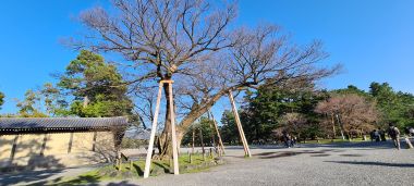 Revered Tree