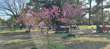 Cherry Blossom Trees Struggling to go Into Bloom