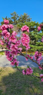 Cherry Blossoms