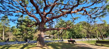 Big Tree