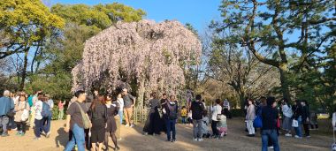 Cherry Blossom Tree