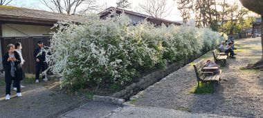 White Flower Hedge
