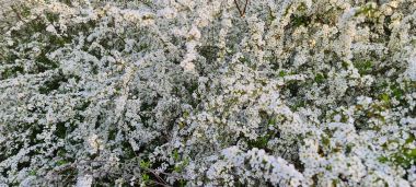 White Flower Bush