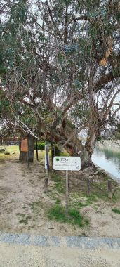 Hiroshima Tree