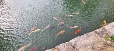 Koi
